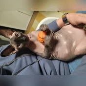 Dobby, grey