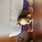 sophie or pufi, she has withe with grey and brown circles