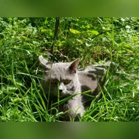 Hannah, Silver-Grey