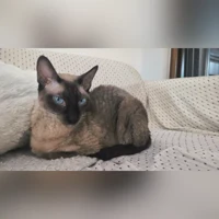 Piska